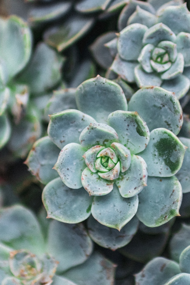 Зеленое растение молодило крупным планом