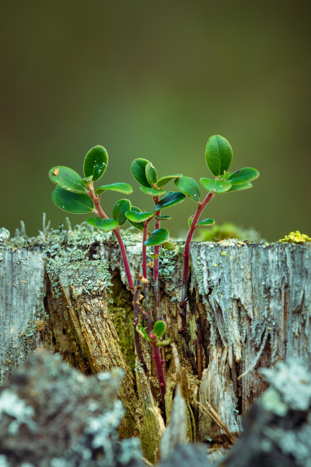 Зеленые растения пробиваются сквозь старый пень 