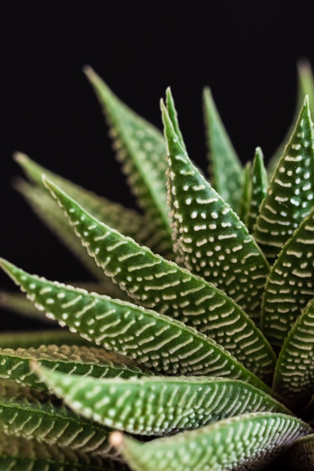 Большое зеленое комнатное растение на черном фоне