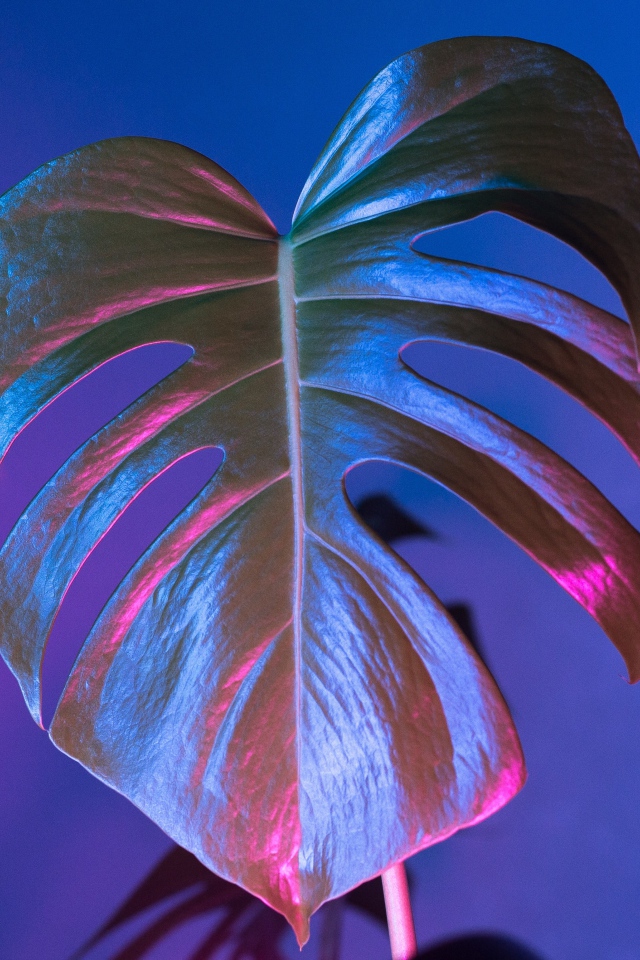 Большой зеленый лист на синем фоне