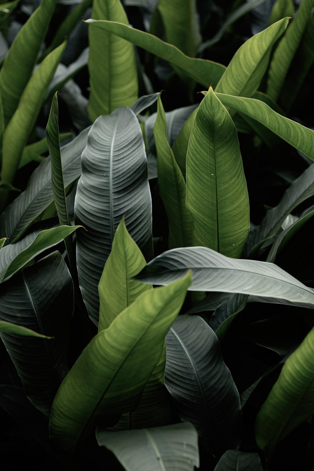 Большие зеленые листья крупным планом