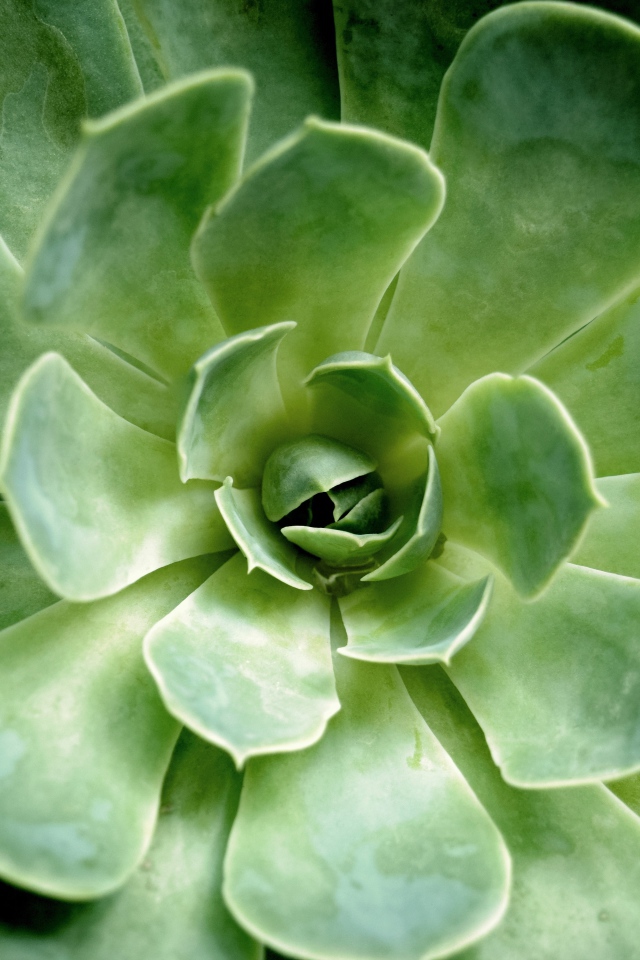 Многолетний зеленый цветок молодило крупным планом 