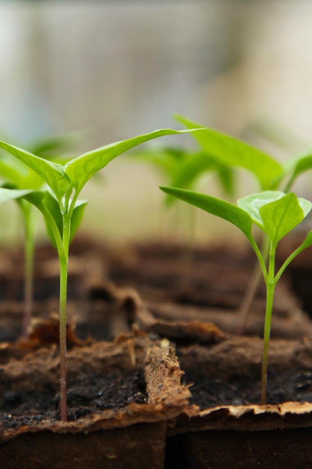 Рассада перца в горшках на окне