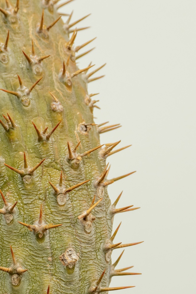 Острые колючки кактуса крупным планом 