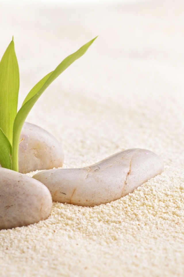 Росток пробивается сквозь камни на песке 