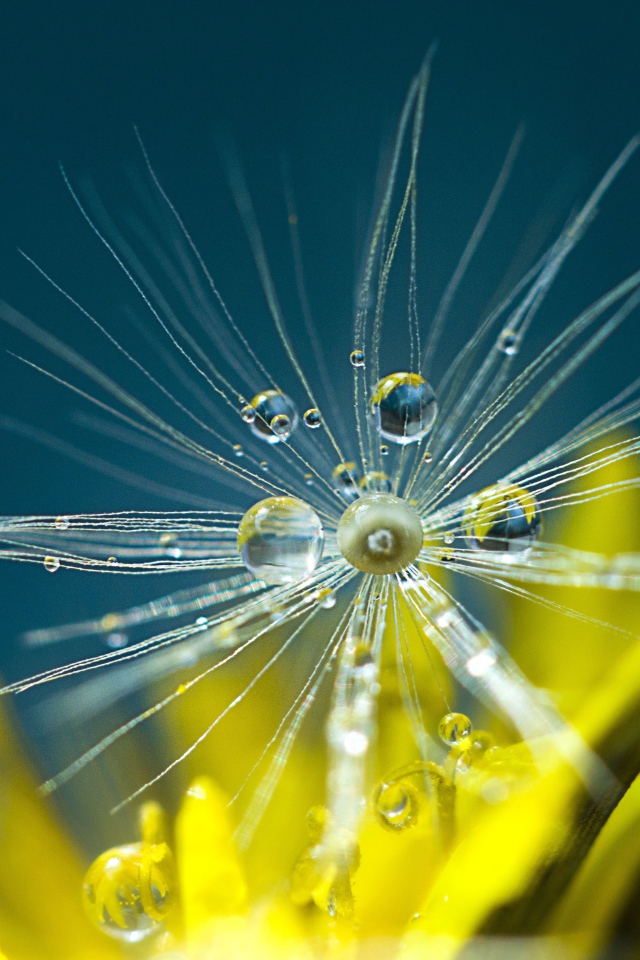 Белые семена одуванчика в каплях росы крупным планом