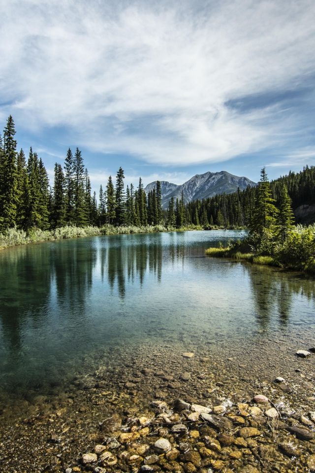 Мелкая река у хвойного леса под красивым небом