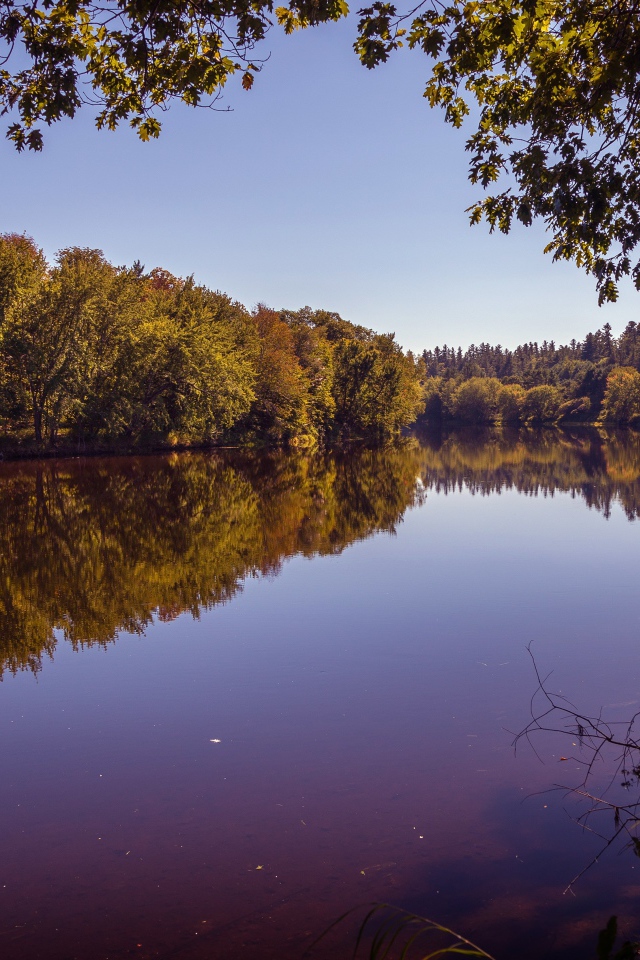 Рассвет над тихой водой реки в лесу 