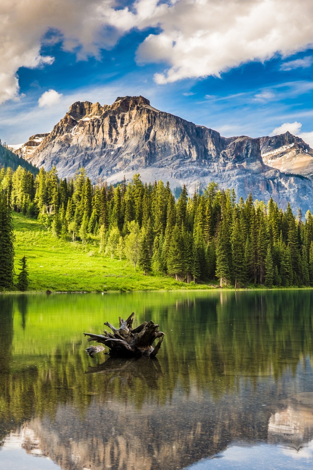 Коряга лежит в воде озера у подножия гор под голубым небом у леса