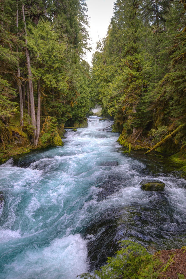 Быстрая холодная река в лесу 