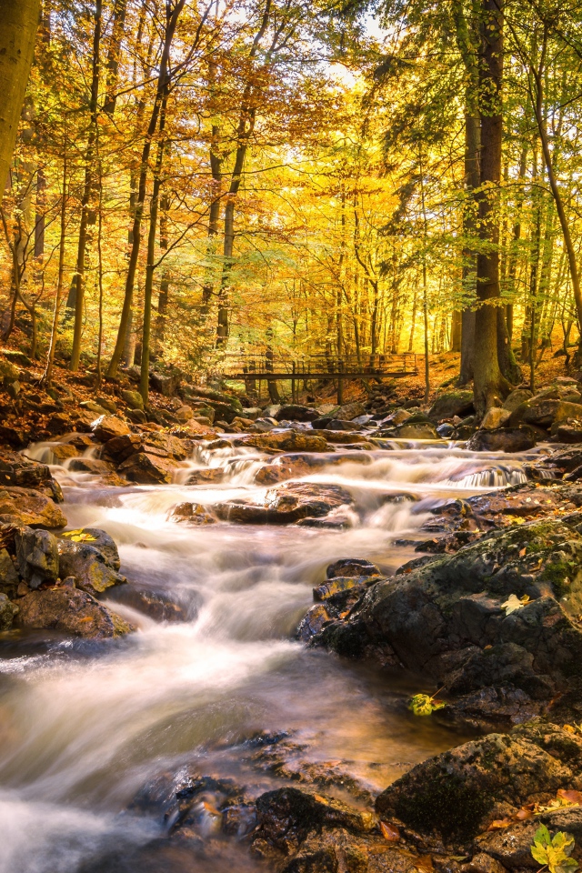 Быстрая вода ручья стекает по камням в осеннем лесу 
