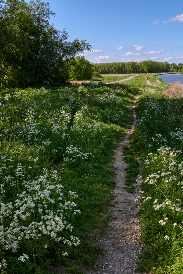 Белые цветы на берегу реки у леса 