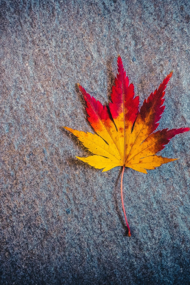 Яркий опавший лист на камне осенью 