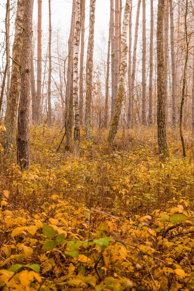 Cold autumn yellowed forest