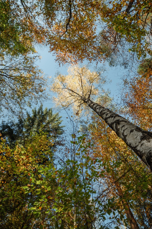 Кроны высоких деревьев осенью на фоне неба 