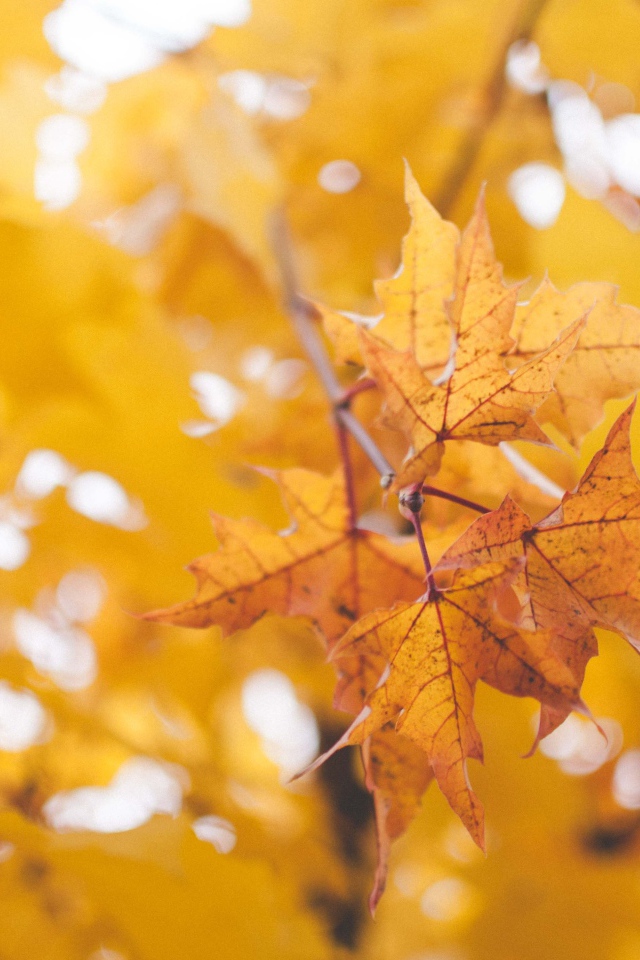Сухие кленовые листья на дереве осенью
