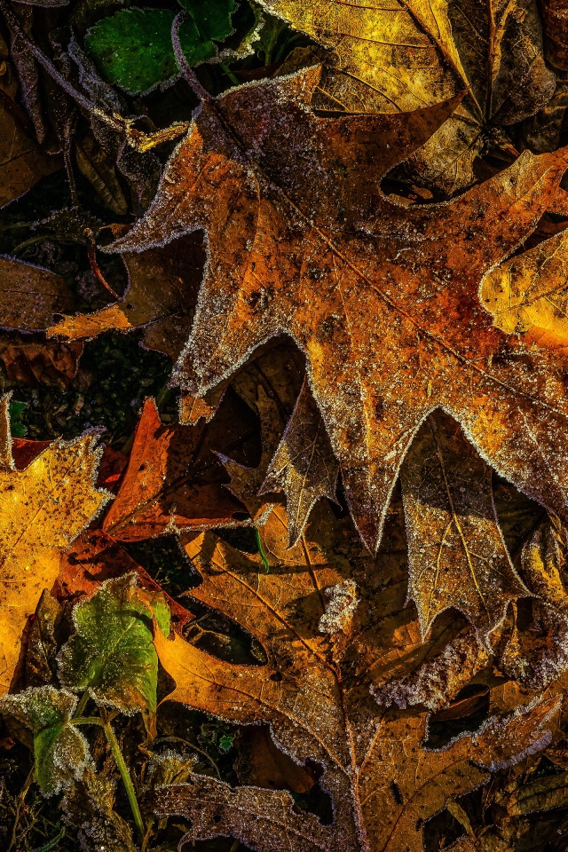First frost on fallen yellow leaves