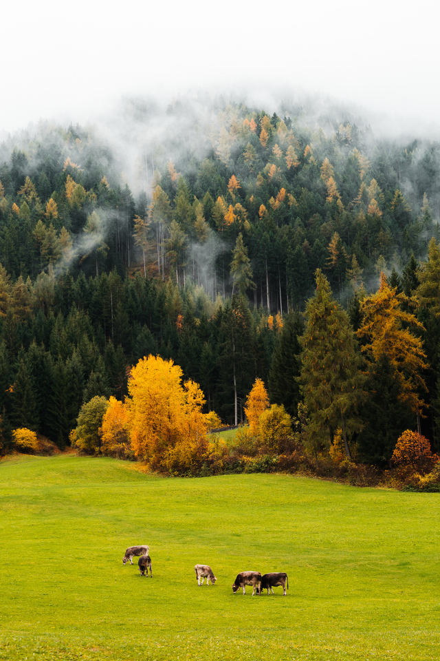 Fog over autumn coniferous forest near a green meadow.