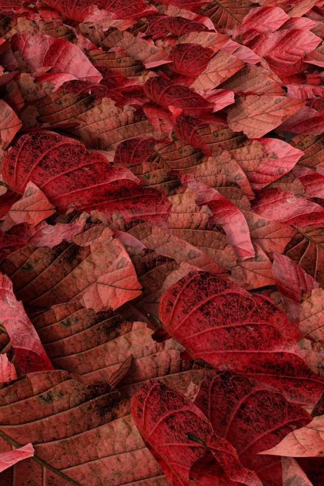 Много красных опавших листьев на земле