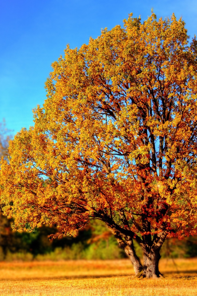 Больше дерево с желтыми листьями в лучах солнца осенью 