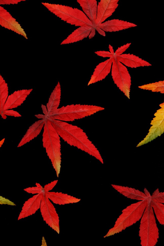 Оранжевые осенние листья на черном фоне