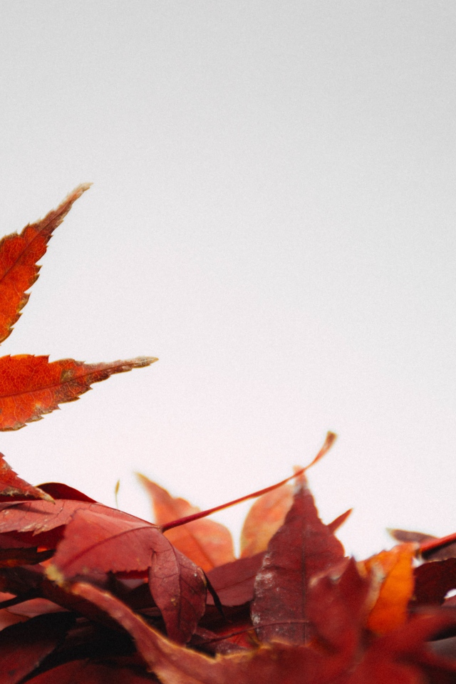 Оранжевые опавшие листья на сером фоне
