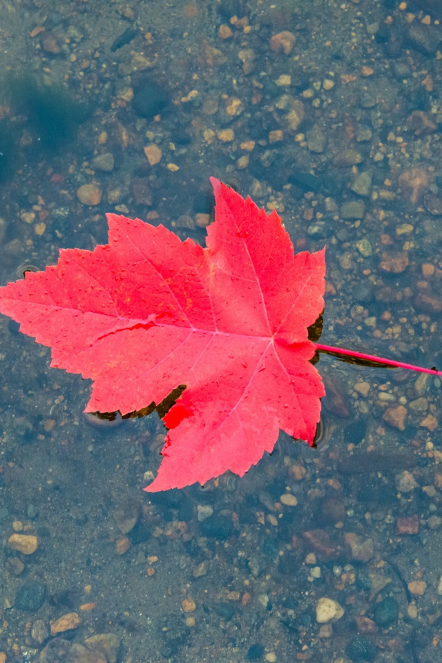 Красный осенний лист в воде 
