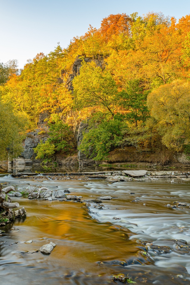 Деревья с желтыми листьями у реки осенью 