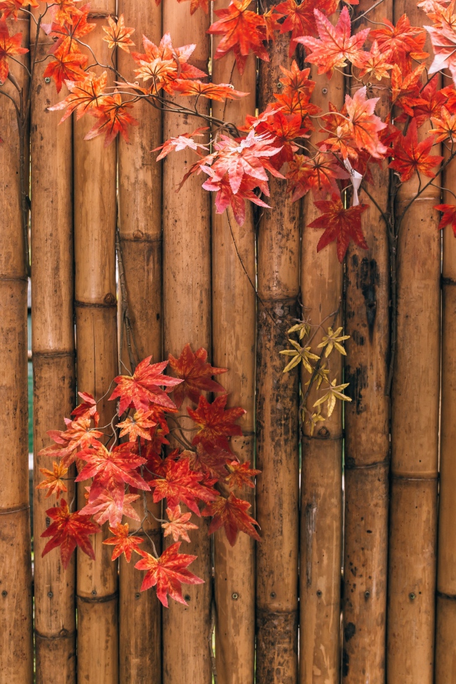 Yellow leaves on a bamboo fence in autumn