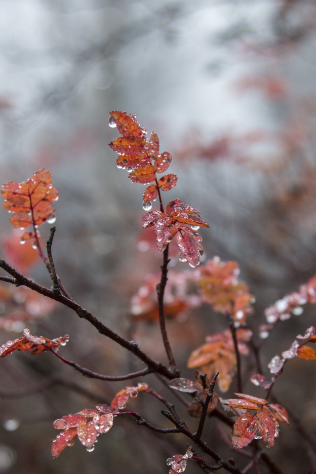 Желтые листья рябины на мокрой ветке 