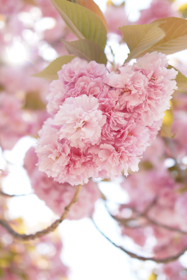Розовые пышные цветы на ветке дерева весной 