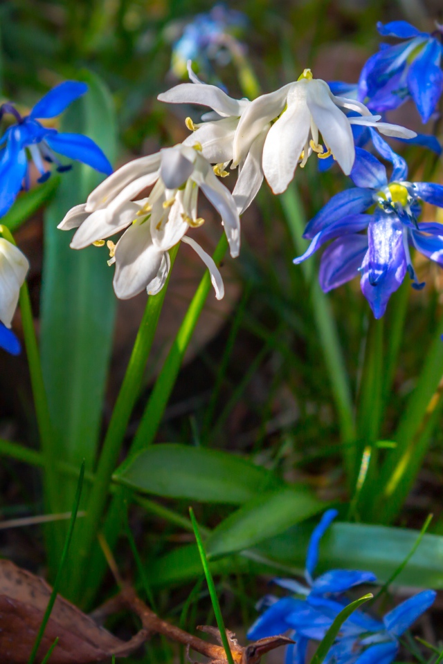 Белые  и голубые цветы пролесок 