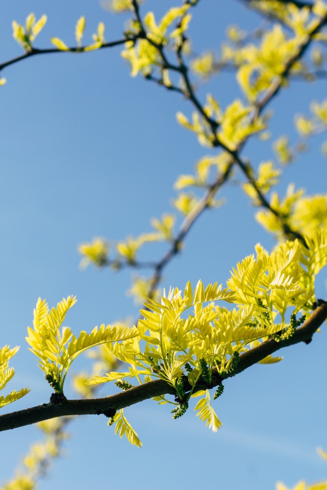 Желтые листья акации на дереве весной 