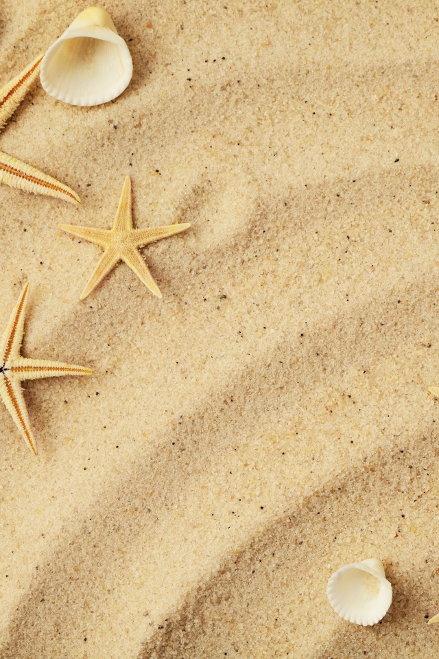 Морские звезды с белыми ракушками на желтом песке 