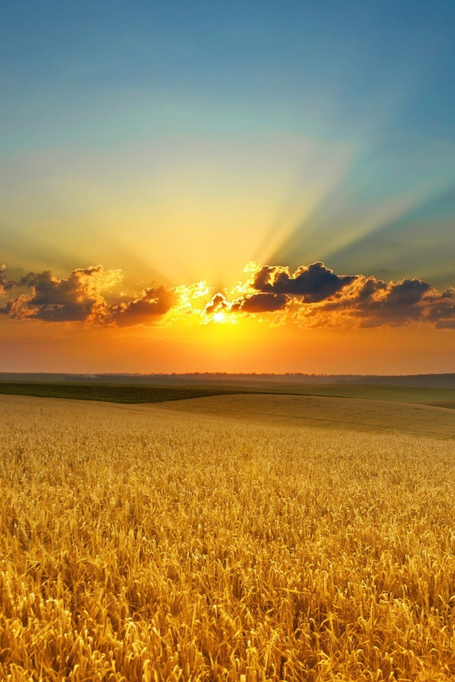 Закат яркого летнего солнца над полем пшеницы