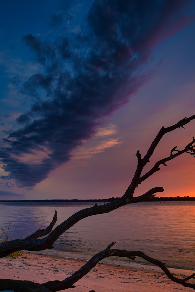 Сухое дерево на берегу озера на закате