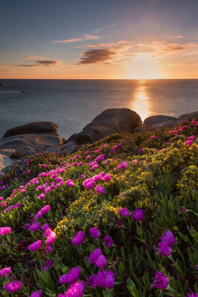 Розовые цветы на берегу моря на закате солнца 