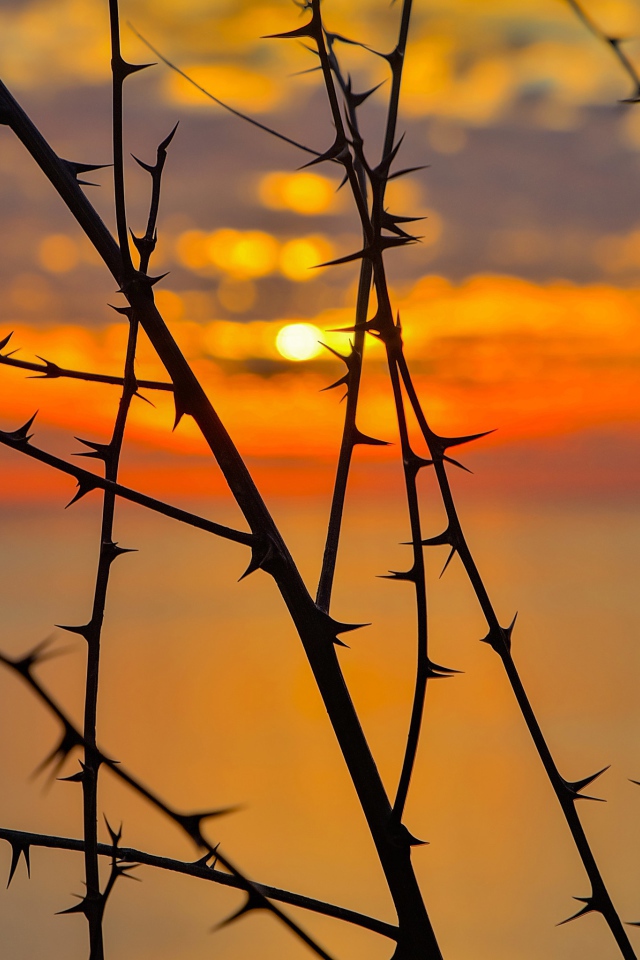 Колючие ветки дерева на закате солнца