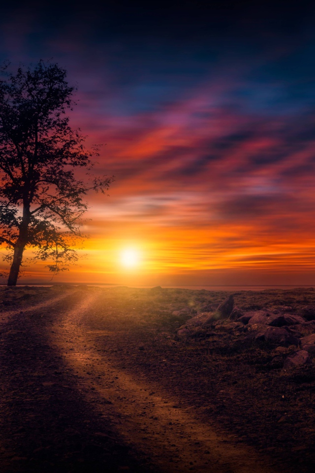 Дерево у дороги на закате солнца в небе 