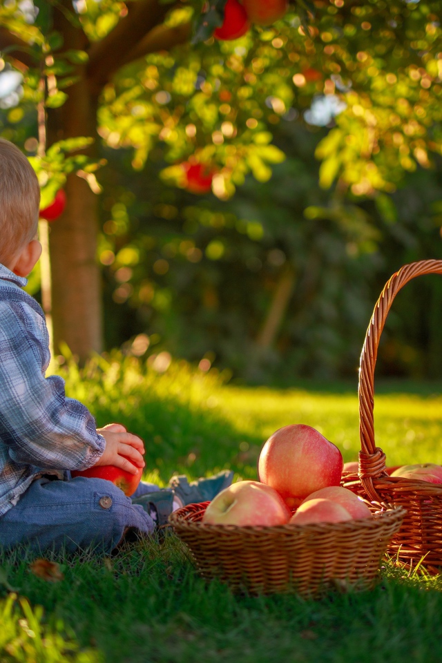 Маленький мальчик с корзиной яблок сидит на зеленой траве