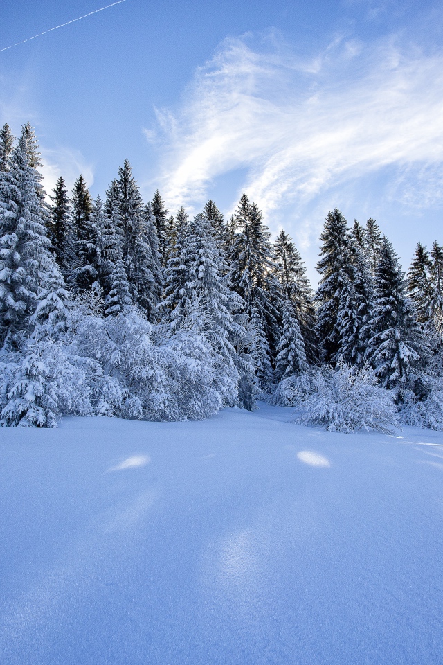 Красивый вид на заснеженные ели под голубым небом зимой