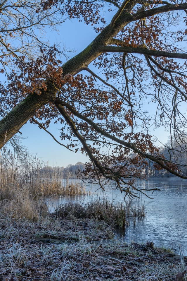 Покрытые инеем деревья и трава на берегу реки зимой 