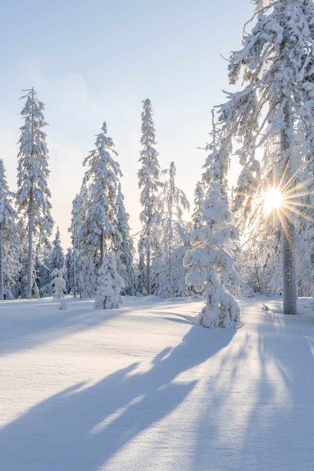 Высокие заснеженные деревья солнечным зимним днем