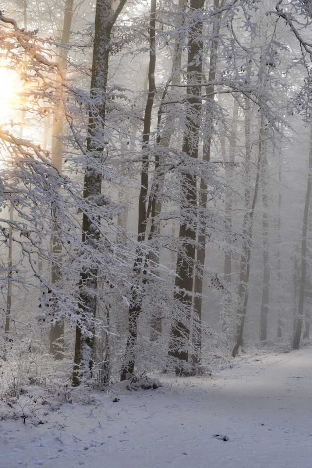 Солнце пробивается сквозь деревья в холодном зимнем лесу 