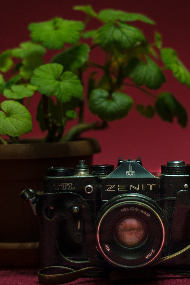 Старый фотоаппарат zenit на столе с цветком герани