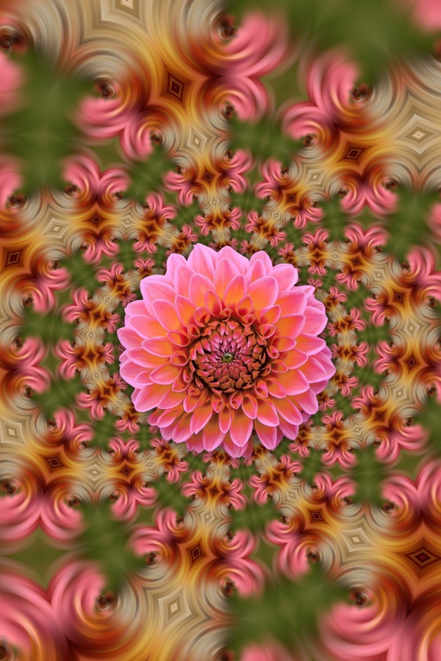 Розовый цветок георгина на абстрактном фоне