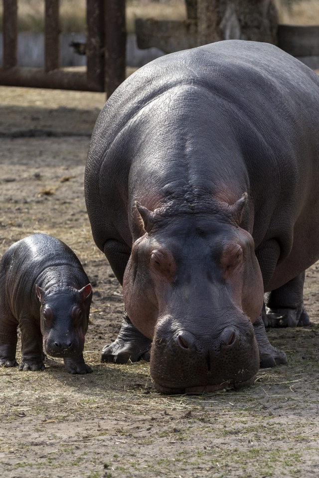 Гиппопотам с малышом в зоопарке 