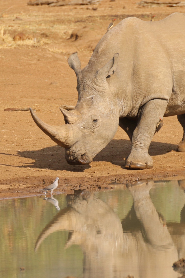 Большой носорог отражается в воде