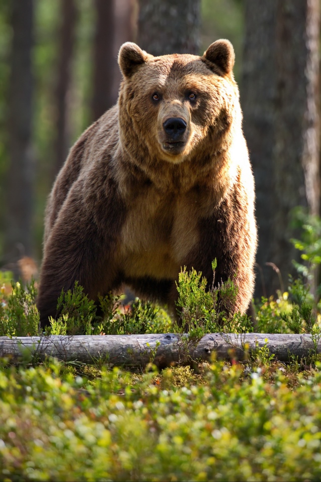 Большой бурый медведь в лесу на траве