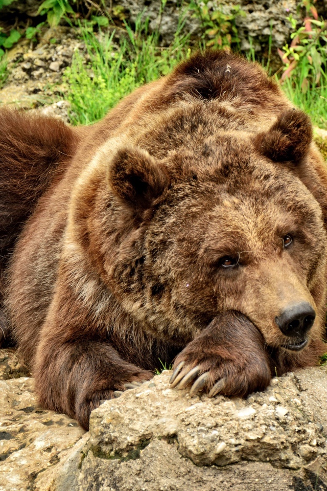 Большой бурый медведь лежит на камне 